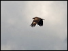 lesser_spot_eagle_169682