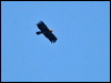 lesser_spot_eagle_169687
