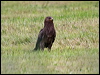 Click here to enter gallery and see photos of Lesser Spotted Eagle