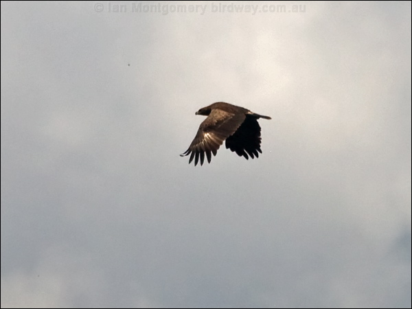 Lesser Spotted Eagle lesser_spot_eagle_169682.psd
