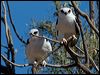 letter_winged_kite_152268