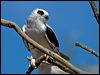 letter_winged_kite_152272