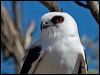 Click here to enter gallery and see photos of White-tailed Kite