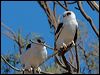 letter_winged_kite_152292b
