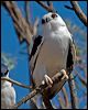 letter_winged_kite_152304