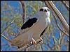 letter_winged_kite_152310