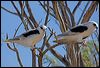 letter_winged_kite_152339