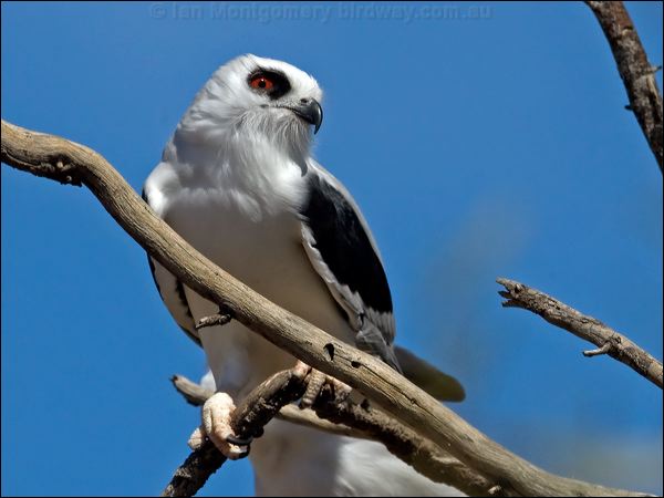 Letter-winged Kite letter_winged_kite_152272.psd