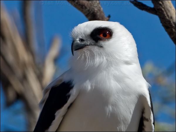 Letter-winged Kite letter_winged_kite_152292a.psd