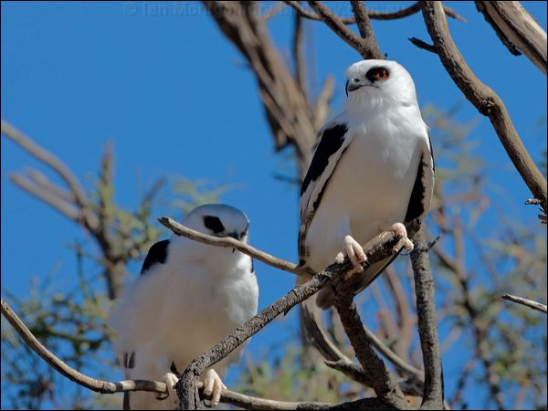 Letter-winged Kite letter_winged_kite_152292b.psd