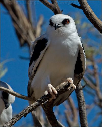 Letter-winged Kite letter_winged_kite_152296.psd
