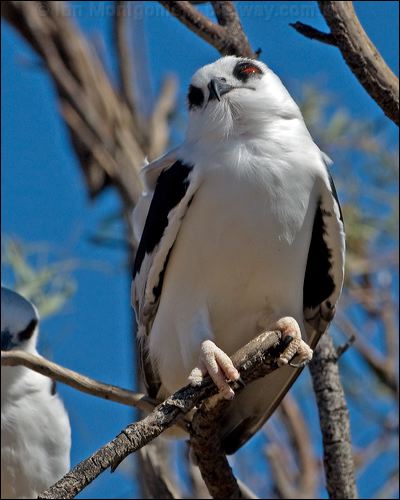 Letter-winged Kite letter_winged_kite_152304.psd