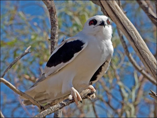 Letter-winged Kite letter_winged_kite_152310.psd