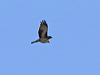 little_eagle_141921