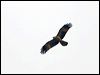 little_eagle_164006