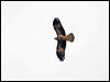 little_eagle_164008