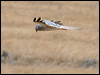 montagus_harrier_53147