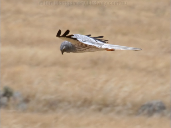 Montagu's Harrier montagus_harrier_53147.psd