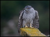 northern_goshawk_161706