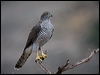 northern_goshawk_161764