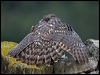 northern_goshawk_161794