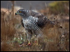 northern_goshawk_161866