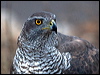 northern_goshawk_161870