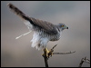 northern_goshawk_161882
