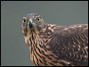 northern_goshawk_161977