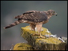 northern_goshawk_161983