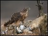 northern_goshawk_162030