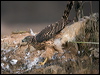northern_goshawk_162041
