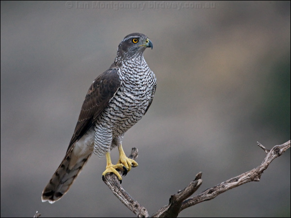 Northern Goshawk northern_goshawk_161764.psd