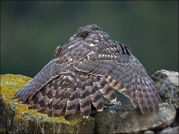 Northern Goshawk northern_goshawk_161794.psd