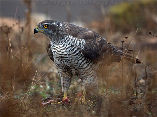 Northern Goshawk northern_goshawk_161866.psd