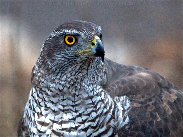 Northern Goshawk northern_goshawk_161870.psd