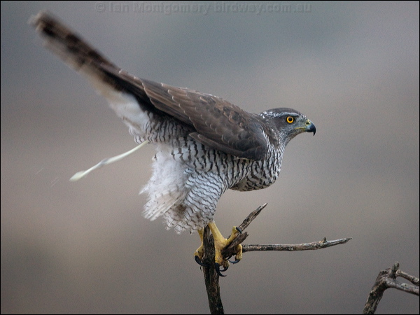 Northern Goshawk northern_goshawk_161882.psd