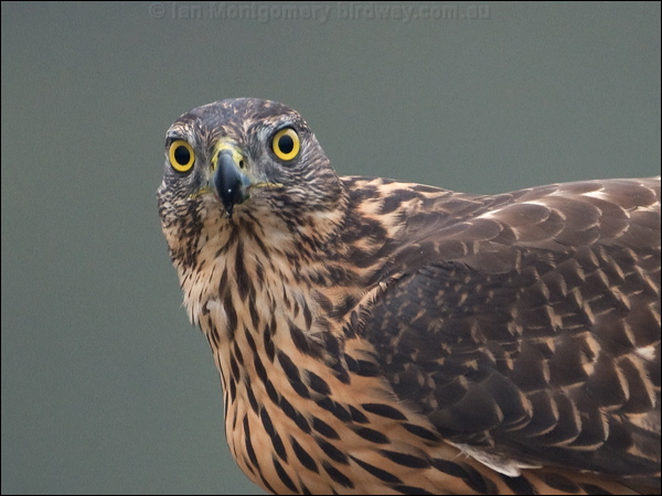 Northern Goshawk northern_goshawk_161977.psd