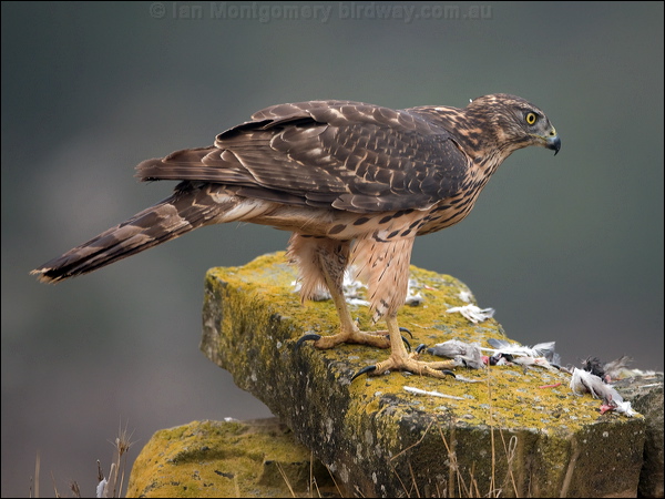 Northern Goshawk northern_goshawk_161983.psd