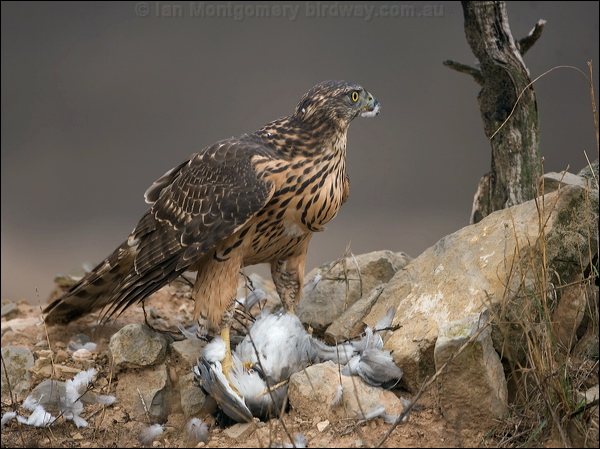 Northern Goshawk northern_goshawk_162030.psd