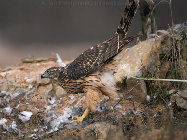 Northern Goshawk northern_goshawk_162041.psd