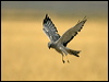northern_harrier_109684