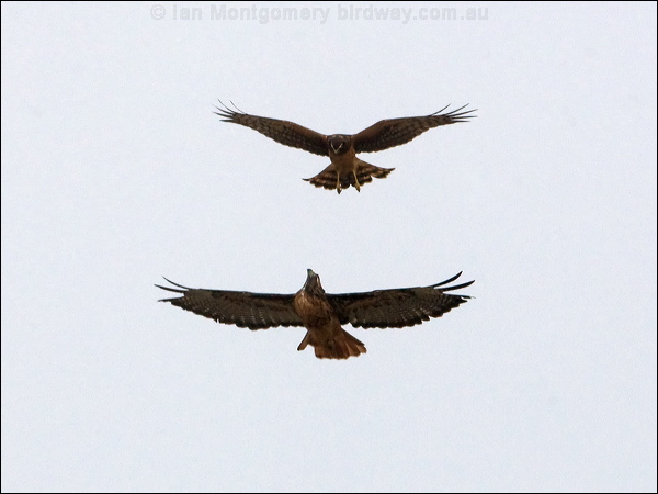 Northern Harrier hawk_harrier_107891.psd