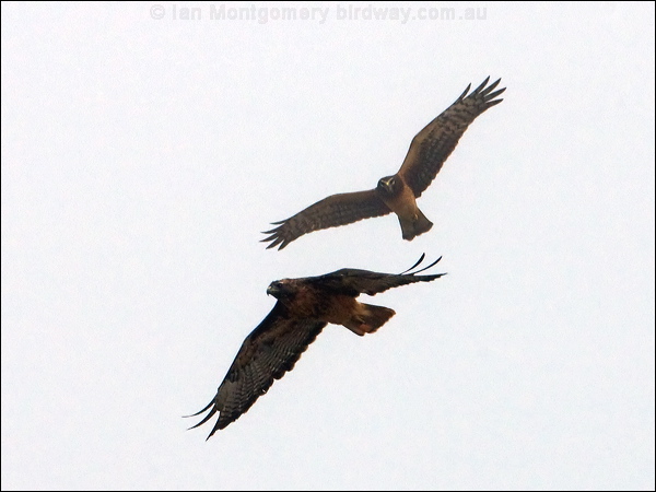Northern Harrier hawk_harrier_107894.psd