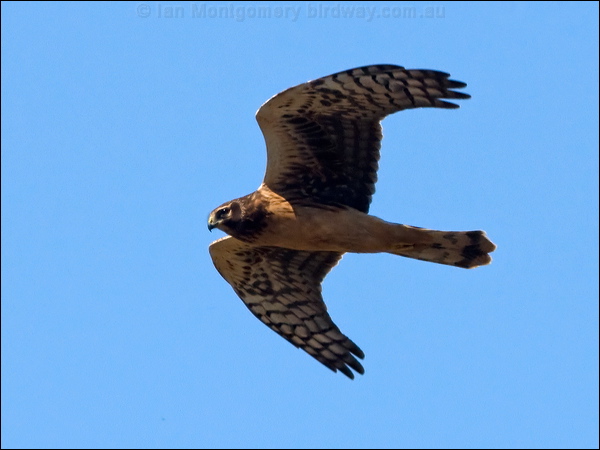 Northern Harrier northern_harrier_108205.psd