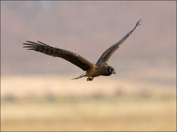 Northern Harrier northern_harrier_109637.psd