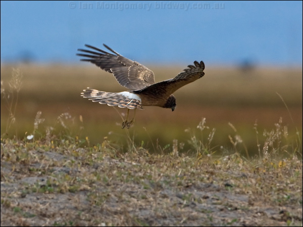 Northern Harrier northern_harrier_109678.psd