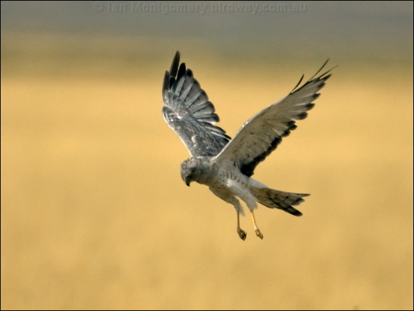 Northern Harrier northern_harrier_109684.psd