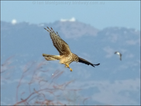 Northern Harrier northern_harrier_69654.psd