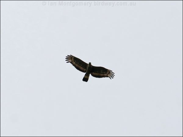 Crested (Oriental) Honey Buzzard orienthoneybuzzard_50954.jpg